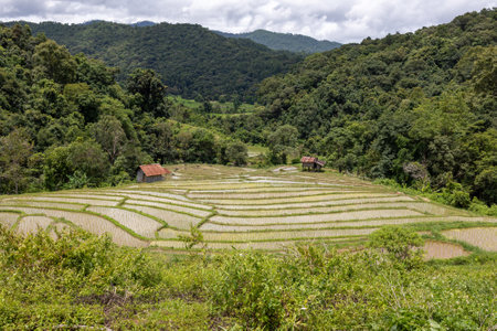 Terraced rice paddy field in Chiangmai, Thailand. Green rice paddy fields.の写真素材