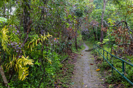 A Serene Nature Pathway that Winds Through Lush Tropical Vegetation and Scenic Beauty.の写真素材
