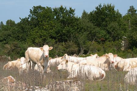 cattleの写真素材