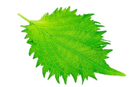 Shiso, a Japanese Culinary Herb