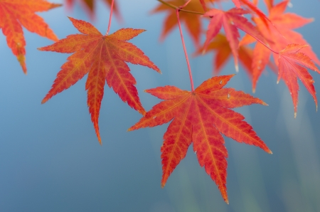 Autumn Leaves of Japanese Mapleの写真素材