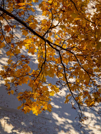 golden autumn in the park of Moscow