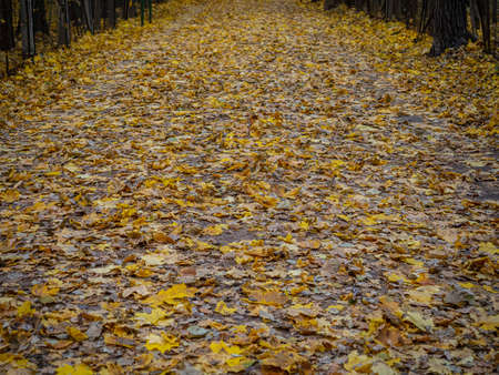 golden autumn in the park of Moscowの写真素材