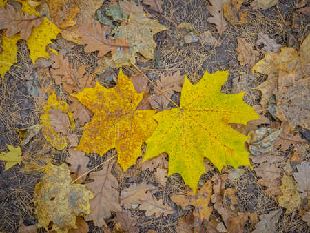 golden autumn in the park of Moscowの写真素材