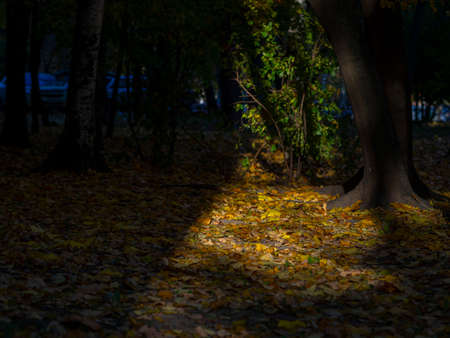 golden autumn in the park of Moscowの写真素材