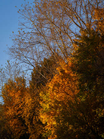 golden autumn in the park of Moscowの写真素材
