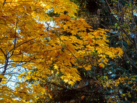golden autumn in the park of Moscowの写真素材