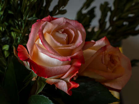 rose with a red border on the petalsの写真素材