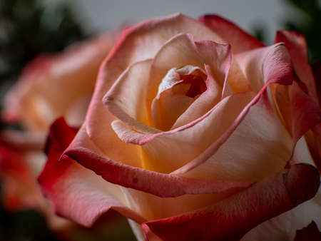 rose with a red border on the petalsの写真素材
