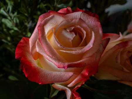 rose with a red border on the petalsの写真素材