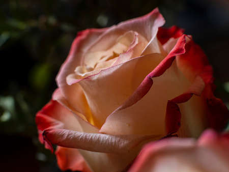 rose with a red border on the petalsの写真素材