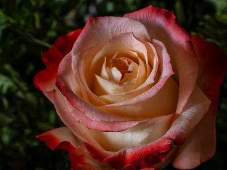 rose with a red border on the petalsの写真素材