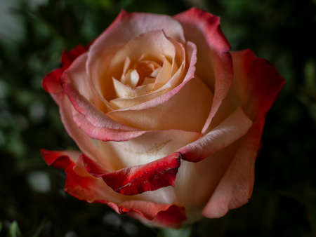 rose with a red border on the petalsの写真素材