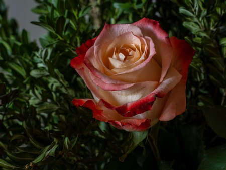 rose with a red border on the petalsの写真素材