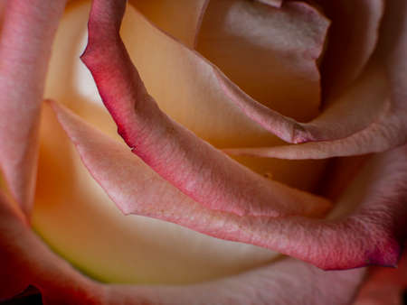 rose with a red border on the petalsの写真素材