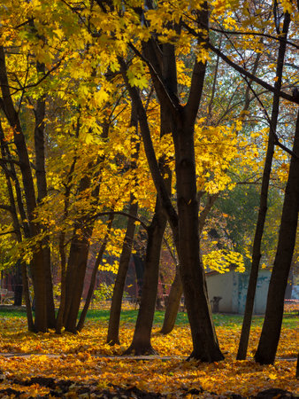 golden autumn in Moscow's Vorontsov Parkの写真素材