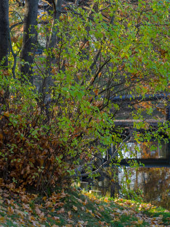 golden autumn in Moscow's Vorontsov Parkの写真素材