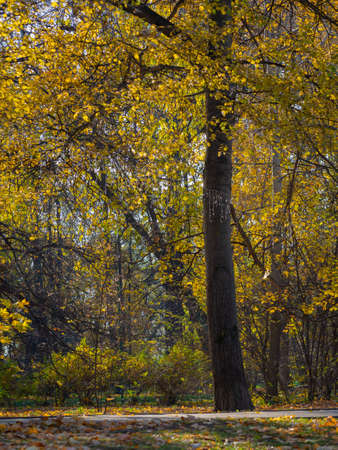 golden autumn in Moscow's Vorontsov Parkの写真素材
