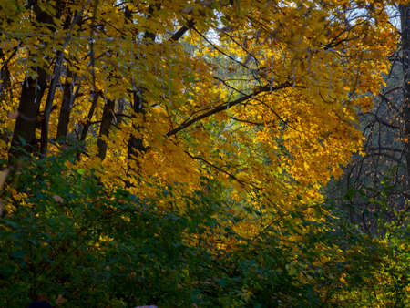 golden autumn in Moscow's Vorontsov Parkの写真素材