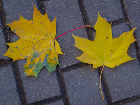 golden autumn in Moscow's Vorontsov Parkの写真素材