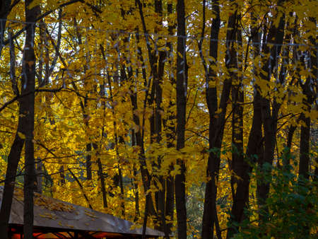 golden autumn in Moscow's Vorontsov Parkの写真素材