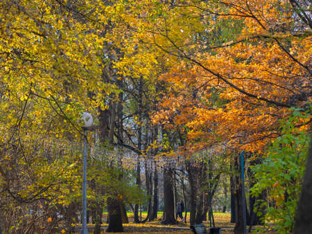golden autumn in Moscow's Vorontsov Parkの写真素材