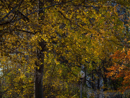 golden autumn in Moscow's Vorontsov Parkの写真素材