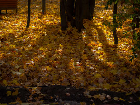 golden autumn in Moscow's Vorontsov Parkの写真素材