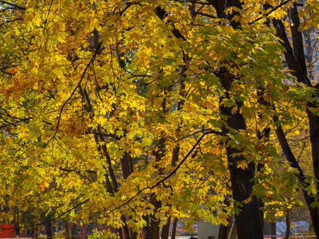 golden autumn in Moscow's Vorontsov Parkの写真素材