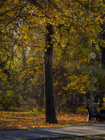 golden autumn in Moscow's Vorontsov Parkの写真素材