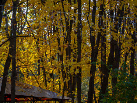golden autumn in Moscow's Vorontsov Parkの写真素材