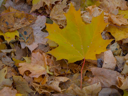 golden autumn in Moscow's Vorontsov Parkの写真素材