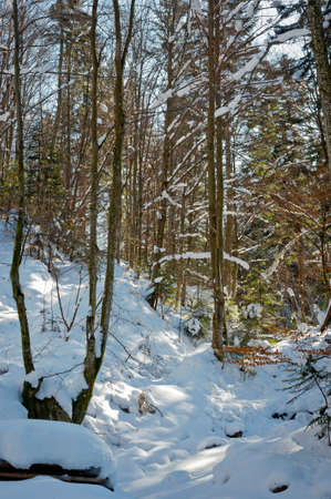 foothills of the Carpathians in winter in sunny weatherの写真素材