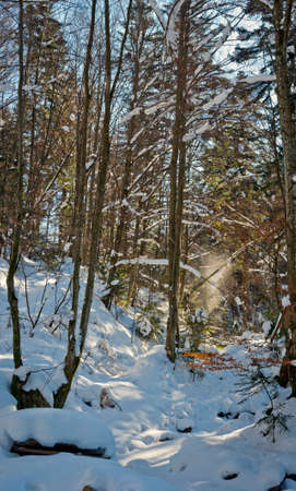foothills of the Carpathians in winter in sunny weatherの写真素材