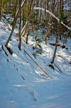 foothills of the Carpathians in winter in sunny weatherの写真素材