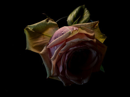 rose of pink color on a black backgroundの写真素材