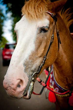 horse's head in harness on the background of a rural landscapeの写真素材
