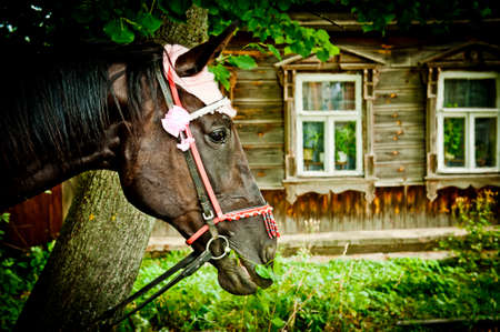 horse's head in harness on the background of a rural landscapeの写真素材