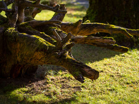 the roots of an old tree of a strange shapeの写真素材