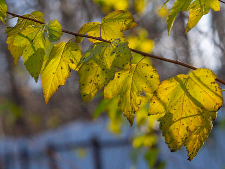 yellow autumn leaves on a blue sky backgroundの写真素材