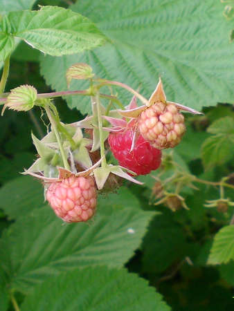 Photo of raspberries in the garden in summer. Summer. Season