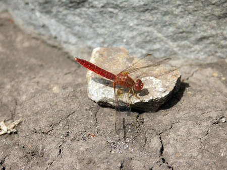 Photo of a dragonfly sitting on a rock