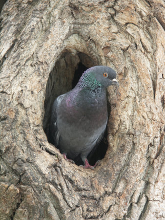 Photo of a dove sitting in a hollowの写真素材