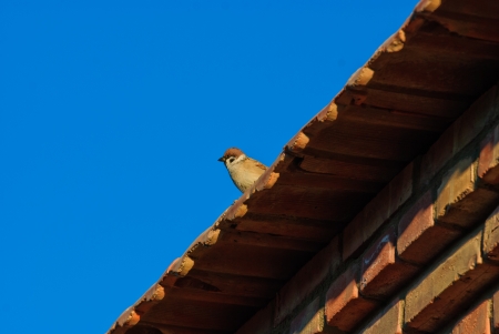 a bird on the roofの写真素材