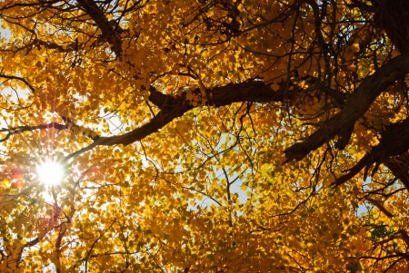 populus in autumn, Inner-Mongolia, China;の写真素材