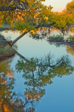 euphratica beside the river, Chinaの写真素材