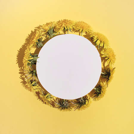Retro minimalistic floral concept, bright vivid dandelions with round copy space. Pastel yellow background. Modern flat lay composition.の写真素材