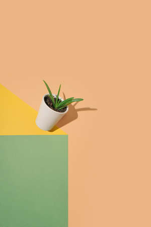Creative retro style concept of a cactus on yellow, green and peach pastel background. Modern floral arrangement, minimal background idea.の写真素材