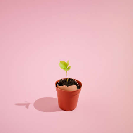 Minimalistic botanical idea with green plant growing out of eggshell. Creative summer natural...
