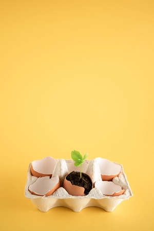 Creative nature and growth concept, small green plant growing out of an eggshell. Bright yellow...